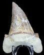 Auriculatus Shark Tooth (Restored Tip) - Dakhla, Morocco #58418-1